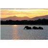 Image 1 : CHIFUTI: 6-Day Luxury Photographic/Fishing Safari Adventure for Four Anglers in Zimbabwe