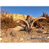 Image 1 : IBEXHUNTSPAIN: 5-Day Beceite Ibex and Iberian Red Stag Hunt for One Hunter and One Non-Hunter in Spa