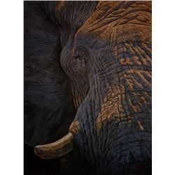 DAWIE FOURIE: "Character" - Original Oil Painting on Canvas by Renowned Elephant Artist Dawie Fourie