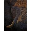 Image 1 : DAWIE FOURIE: "Character" - Original Oil Painting on Canvas by Renowned Elephant Artist Dawie Fourie