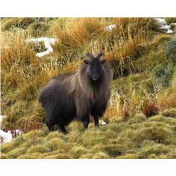 CHRIS MCCARTHY: 6-Day Bull Tahr Hunt for Two Hunters and Two Non-Hunters in New Zealand - Includes T