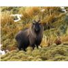 Image 1 : CHRIS MCCARTHY: 6-Day Bull Tahr Hunt for Two Hunters and Two Non-Hunters in New Zealand - Includes T