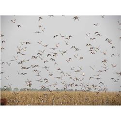 ESTANCIA LA CRIOLLA: 5-Day High-Volume Dove Hunt for Four Hunters in Santa Fe, Argentina