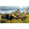 Image 1 : ARLUK 6-Day Newfoundland Moose and Black Bear Hunt for One Hunter in Canada - Includes Trophy Fees