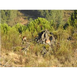 PORTUGAL HUNTING: 5-Day Mouflon Hunt for One Hunter in Portugal - Includes Trophy Fee