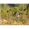 Image 1 : PORTUGAL HUNTING: 5-Day Mouflon Hunt for One Hunter in Portugal - Includes Trophy Fee