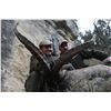 Image 1 : SALVA MONFORTE: 4-Day Beceite Ibex Hunt for Two Hunters in Spain - Includes Trophy Fees