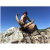 Image 1 : GUILLERMO ROWE: 5-Day Spanish Ibex Hunt for One Hunter in Spain - Includes Trophy Fee