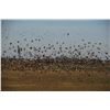 Image 1 : RIVER PLATE: 4-Day Dove Hunt and Dorado Fishing Adventure for Four in Argentina