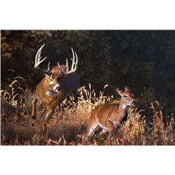PAT PAULEY: "Eye on the Prize" - Original Oil on Canvas by Pat Pauley