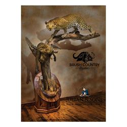 BRUSH COUNTRY: Life-Size Leopard Taxidermy Mount on Julian & Sons Black Walnut Base