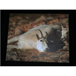 "Nanny Goat" art print