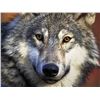 Image 2 : BC GRAY WOLF PELT  (100% FULLY DONATED) BC TRAPPERS ASSOCIATION