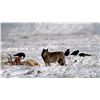 Image 3 : BC GRAY WOLF PELT  (100% FULLY DONATED) BC TRAPPERS ASSOCIATION