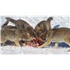 Image 4 : BC GRAY WOLF PELT  (100% FULLY DONATED) BC TRAPPERS ASSOCIATION