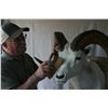 Image 2 : TROPHY CLEANING FOR HOME OR OFFICE  (100% FULLY DONATED) OLD WOLF TAXIDERMY CLEANING & REPAIR