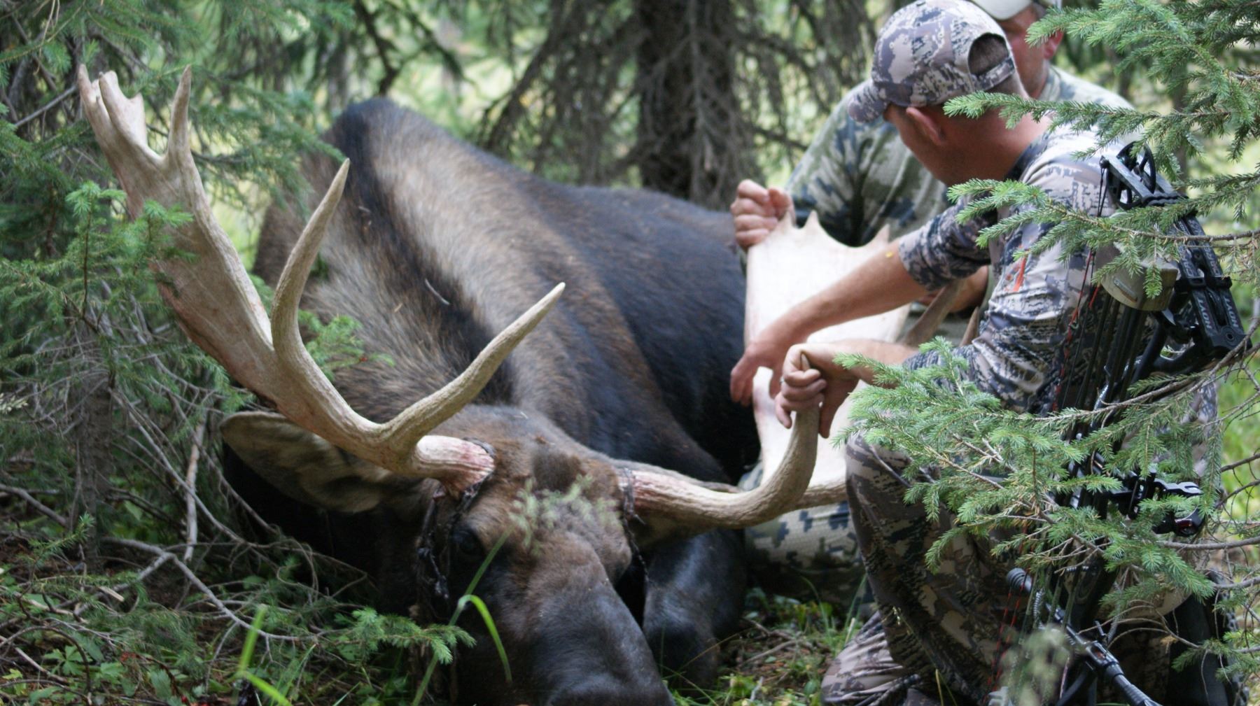 WYOMING GOVERNOR’S SHIRAS MOOSE LICENSE WYOMING GAME & FISH DEPARTMENT