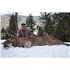 Image 2 : 6 - DAY COUGAR HUNT FOR 1 HUNTER KETTLE RIVER OUTFITTERS
