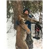 Image 3 : 6 - DAY COUGAR HUNT FOR 1 HUNTER KETTLE RIVER OUTFITTERS