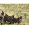 Image 2 : 5 - DAY BULL TAHR HUNT FOR 2 HUNTERS SOUTHERN MOUNTAIN ADVENTURES