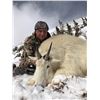 Image 1 : COLORADO ROCKY MOUNTAIN GOAT LICENSE ROCKY MOUNTAIN BIGHORN SOCIETY