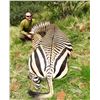 Image 2 : 7 - DAY MOUNTAIN ZEBRA HUNT FOR 1 HUNTER IN THE ERONGO MOUNTAINS OF NAMIBIA (Trophy fee included) (1