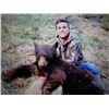Image 2 : 5 - DAY BLACK BEAR HUNT FOR 1 HUNTER (100% FULLY DONATED) BIG COUNTRY OUTFITTERS