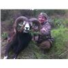 Image 2 : 5 - DAY MOUFLON HUNT IN MACEDONIA FOR 2 HUNTERS (Trophy fee for 1 mouflon and daily rates for 2 hunt