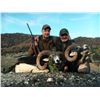 Image 3 : 5 - DAY MOUFLON HUNT IN MACEDONIA FOR 2 HUNTERS (Trophy fee for 1 mouflon and daily rates for 2 hunt