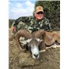Image 4 : 5 - DAY MOUFLON HUNT IN MACEDONIA FOR 2 HUNTERS (Trophy fee for 1 mouflon and daily rates for 2 hunt