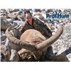 Image 4 : 6 - DAY MID-CAUCASIAN TUR HUNT FOR 1 HUNTER (Trophy Fee Included) PROFIHUNT LTD.