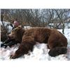 Image 2 : 12 - DAY SPRING KODIAK ISLAND BROWN BEAR HUNT FOR 1 HUNTER ROHRER BEAR CAMP