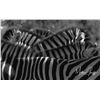 Image 2 : 5 - DAY/5 - NIGHT EXCLUSIVE “BIG 5” PHOTO SAFARI FOR 2 PEOPLE WITH LUXURY LODGING MATTHEW GREEFF SAF