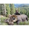 Image 1 : TAOS PUEBLO ROCKY MOUNTAIN BIGHORN SHEEP PERMIT- MOUNTAIN HUNT TAOS PUEBLO DIVISION OF NATURAL RESOU