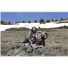 Image 2 : 4 - DAY IBERIAN MOUFLON SHEEP HUNT FOR 1 HUNTER AND 1 NON-HUNTER TROPHY HUNTING SPAIN