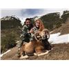 Image 5 : 4 - DAY IBERIAN MOUFLON SHEEP HUNT FOR 1 HUNTER AND 1 NON-HUNTER TROPHY HUNTING SPAIN