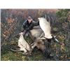 Image 3 : 10 - DAY MOOSE HUNT FOR 1 HUNTER IN NORTHWESTERN BRITISH COLUMBIA NORTHWEST BIG GAME OUTFITTERS LTD.