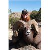 Image 6 : COLORADO ROCKY MOUNTAIN BIGHORN SHEEP LICENSE RMBS