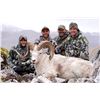 Image 2 : 10 - DAY DALL’S SHEEP/ARCTIC GRIZZLY/BARREN GROUND/CARIBOU/WOLF HUNT FOR 1 HUNTER IN ALASKA’S ARCTIC