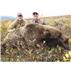 Image 6 : 10 - DAY DALL’S SHEEP/ARCTIC GRIZZLY/BARREN GROUND/CARIBOU/WOLF HUNT FOR 1 HUNTER IN ALASKA’S ARCTIC