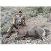Image 2 : NEW MEXICO DESERT BIGHORN SHEEP PERMIT NEW MEXICO DEPARTMENT OF GAME & FISH - WILDLIFE MANAGEMENT DI