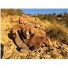 Image 8 : NEW MEXICO DESERT BIGHORN SHEEP PERMIT NEW MEXICO DEPARTMENT OF GAME & FISH - WILDLIFE MANAGEMENT DI