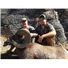 Image 4 : STATE OF WASHINGTON CALIFORNIA BIGHORN SHEEP PERMIT STATE OF WASHINGTON DEPARTMENT OF FISH AND WILDL