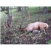 Image 2 : 6 - DAY RIFLE ONLY HUNT FOR ELK IN MONTANA FOR 1 HUNTER JACK CREEK PRESERVE FOUNDATION