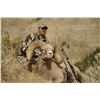 Image 2 : STATE OF MONTANA BIGHORN SHEEP LICENSE MONTANA FISH WILDLIFE & PARKS - WILDLIFE DIVISION