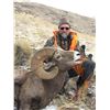 Image 3 : STATE OF MONTANA BIGHORN SHEEP LICENSE MONTANA FISH WILDLIFE & PARKS - WILDLIFE DIVISION