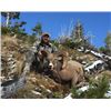 Image 4 : STATE OF MONTANA BIGHORN SHEEP LICENSE MONTANA FISH WILDLIFE & PARKS - WILDLIFE DIVISION