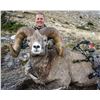Image 8 : STATE OF MONTANA BIGHORN SHEEP LICENSE MONTANA FISH WILDLIFE & PARKS - WILDLIFE DIVISION