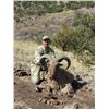 Image 4 : 5 - DAY AOUDAD SHEEP HUNT ON THE WILLIAMS RANCH IN TEXAS FOR 1 HUNTER ROWDY MCBRIDE HUNTING SERVICES