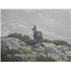 Image 2 : 3 - DAY PYRENEAN OR CANTABRIAN CHAMOIS HUNT FOR 2 HUNTERS (Trophy fee for 1 Pyrenean or Cantabrian c